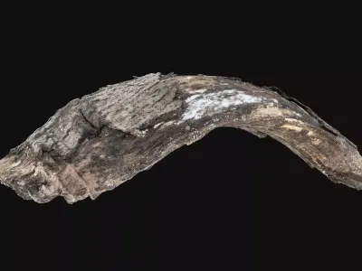 A piece of wood with bark 3d scan in highpoly 3D model