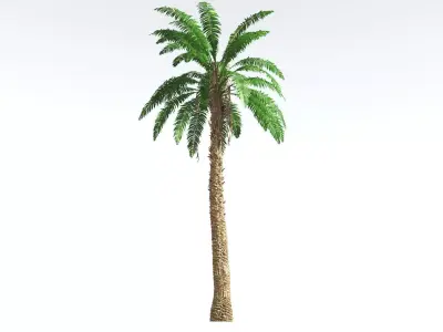 EVERYPlant African Oil Palm 3 --16 Models-- 3D model