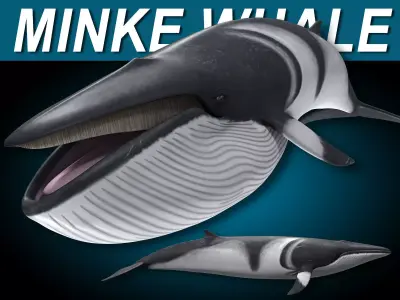 Minke Whale 3D model