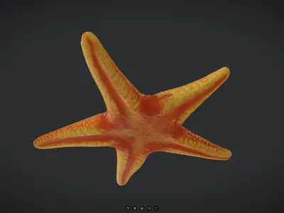 Starfish Low-poly 3D model