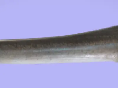 Elasmosaurus Low-poly 3D model