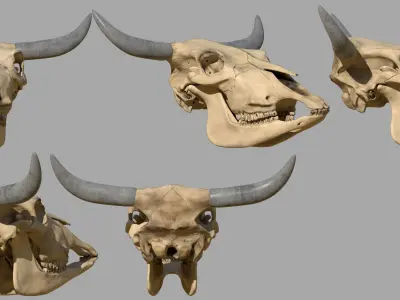Cattle Skull 3D model
