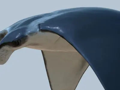 Manta ray rigged and animated for Cinema 4d Low-poly 3D model