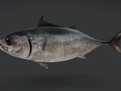 Pacific Bluefin Tuna Animated 3D model