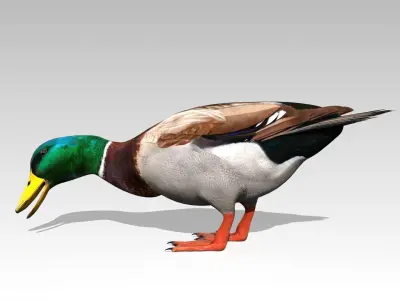 Mallard Duck Low-poly 3D model