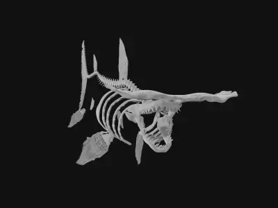 Hammerhead Shark Skeleton 3D model