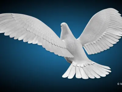 Dove - Flight 3D model