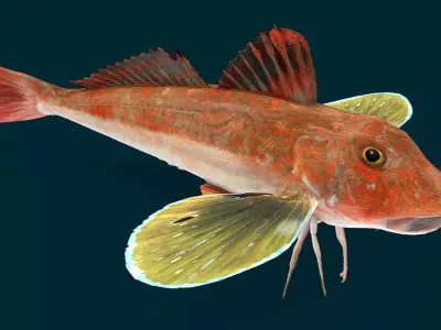 Spiny Red Gurnard Animated 3D model
