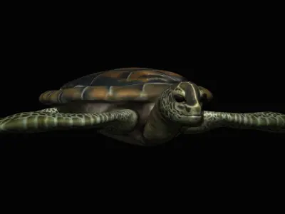 Water Turtle Low-poly 3D model