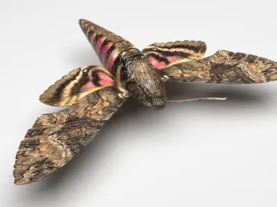 Moth Insect 3D model
