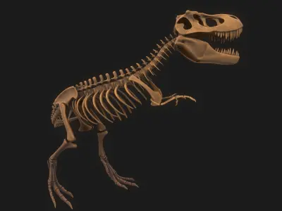 T-rex Skeleton 3D model