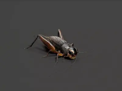 insect Low-poly 3D model