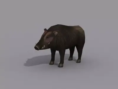 a boar wild Free 3D model