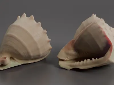 Seashell 3D print model