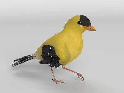 Goldfinch Animated 3D model