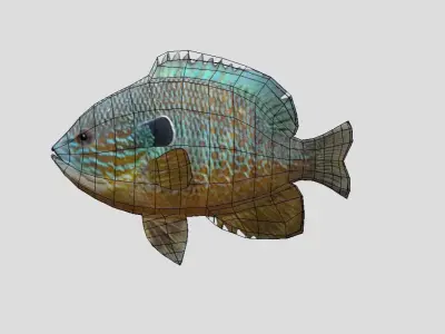 Redear Sunfish Realistic Animated Low-poly 3D model