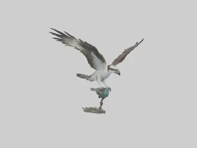 Osprey catching fish model 3D model