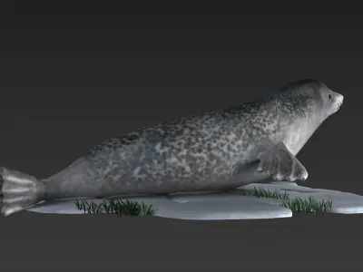 nature wildlife swimming animal ocean underwater seal walru 3D model