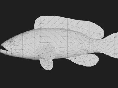 Grouper Low-poly 3D model