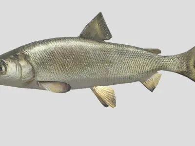 Whitefish Low-poly 3D model