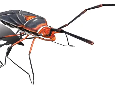 Extra Beetle  Low-poly 3D model