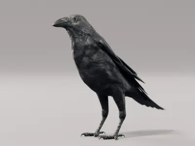 Crow - Rigged Low-poly 3D model