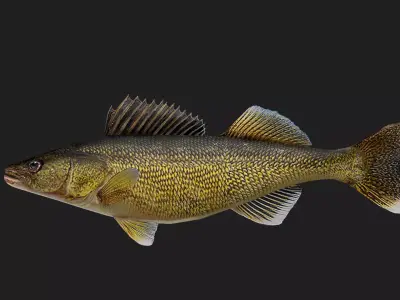 Walleye Low-poly 3D model