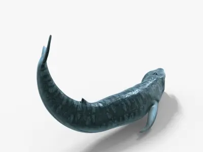 Realistic Blue Whale 3D Model Rigged 3D model