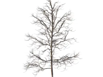 Mountain Ash Tree 06 3D model