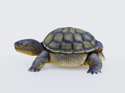 Tortoise Free 3D model