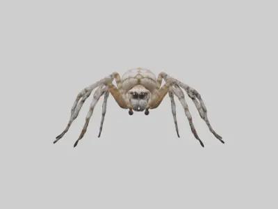 Garden Spider Low-poly 3D model