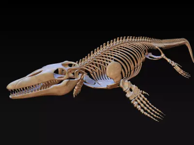 Mosasaurus Skeleton model Low-poly 3D model