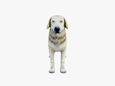Dog Animal Free 3D model