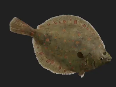Plaice Low-poly 3D model
