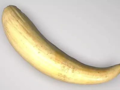 Sperm Whale Tooth 3D model