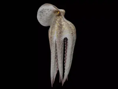 Animated Octopus 3D model