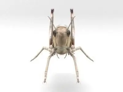 locust grasshopper 3D model