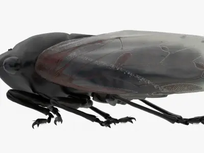 Cicada Low-poly 3D model