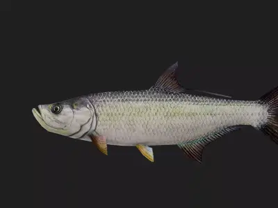 Tarpon Low-poly 3D model