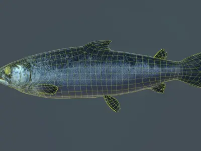 Salmon fish Low-poly 3D model