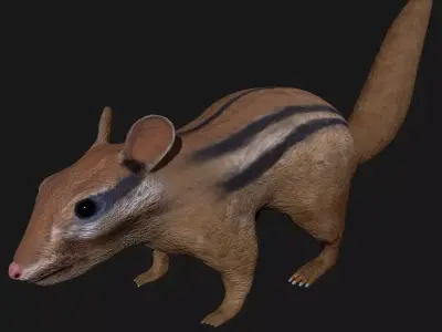 Chipmunk Indian Squirrel 3D model