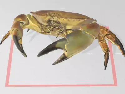 Real life Crab 3D print model