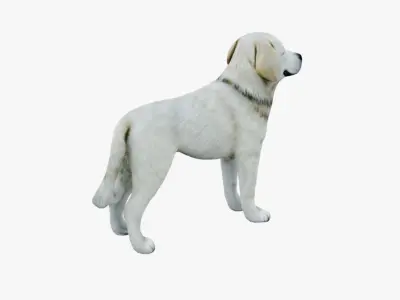Dog Animal Free 3D model