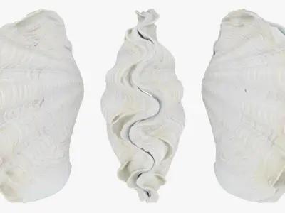 Giant Clam Shell 3D model