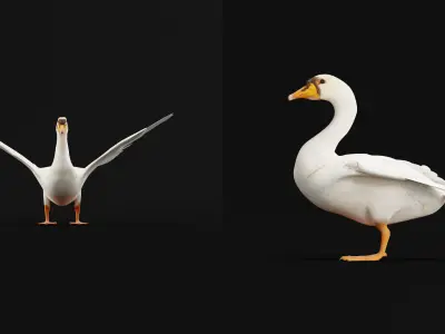 Mute Swan Bird Low-poly 3D model