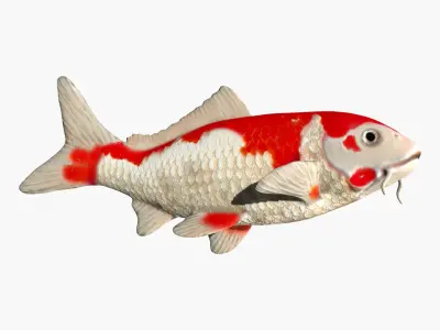 Koi Carp fish Low-poly 3D model