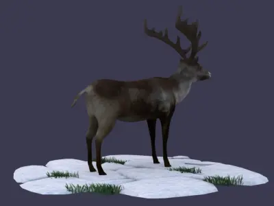 Reindeer Stag elk Northern Hemisphere animal Arctic  3D model
