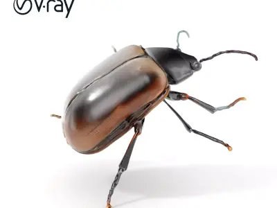 Realistic Beetle Model Pack for Rendering and Gaming Low-poly 3D model