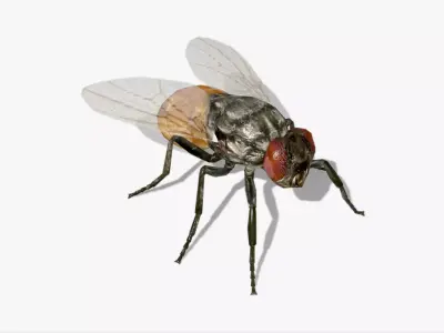 Fly Animated Low-poly 3D model