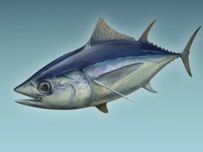 Yellowfin Tuna 3D model